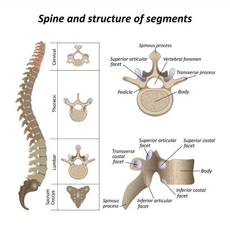Spine and Structure of Segments Lumbar Cervical Thoracic